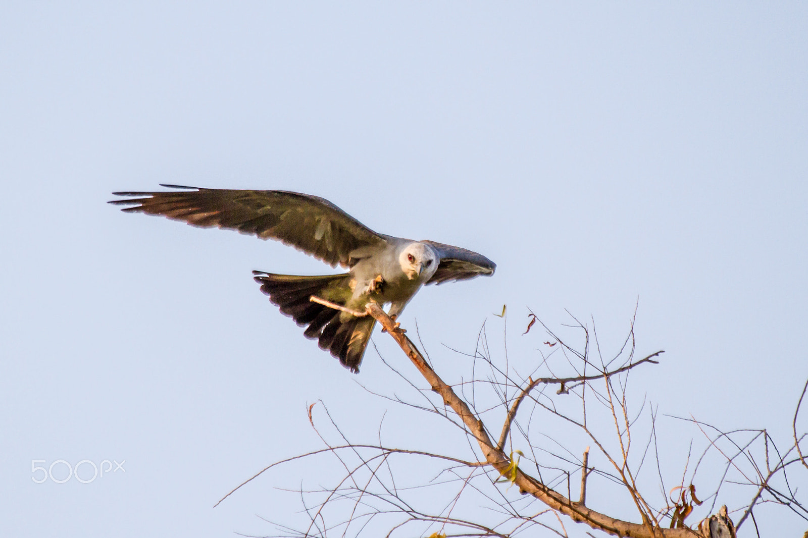 Canon EF 100-400mm F4.5-5.6L IS USM sample photo. Mississippi kite photography
