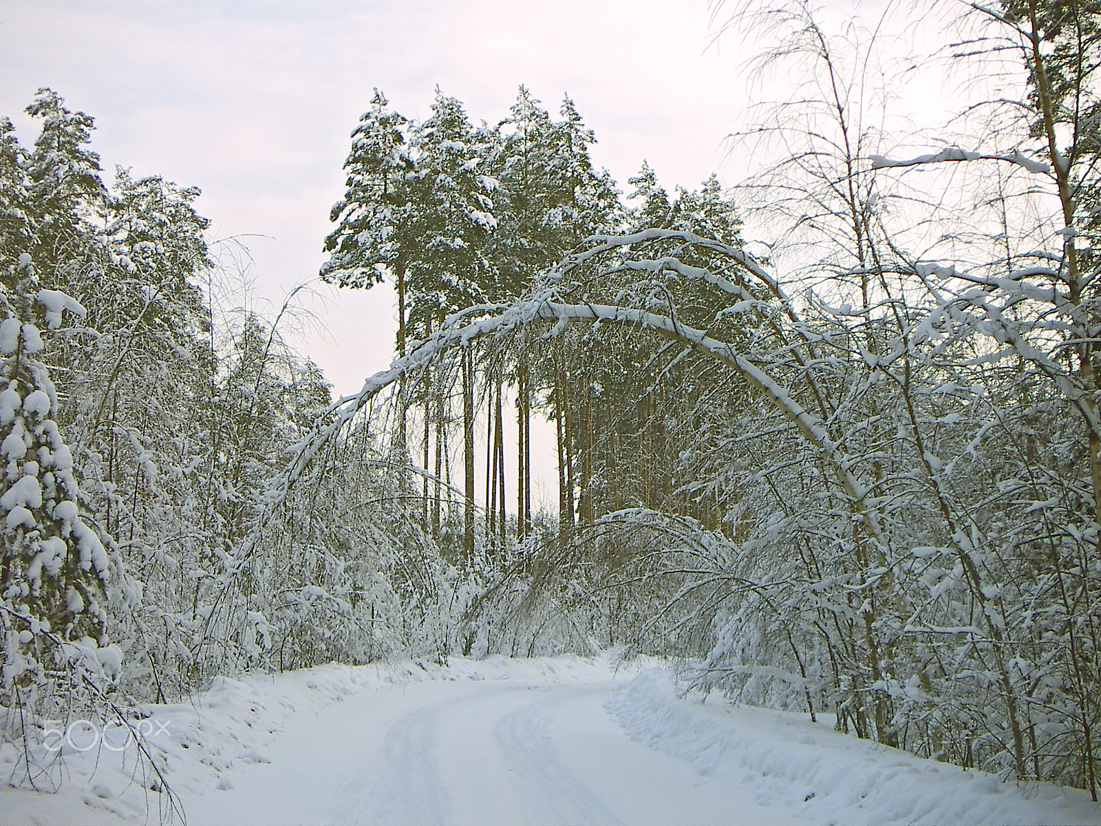 KONICA MINOLTA DiMAGE X31 sample photo. Winter landscape with an arch from the bent birch photography