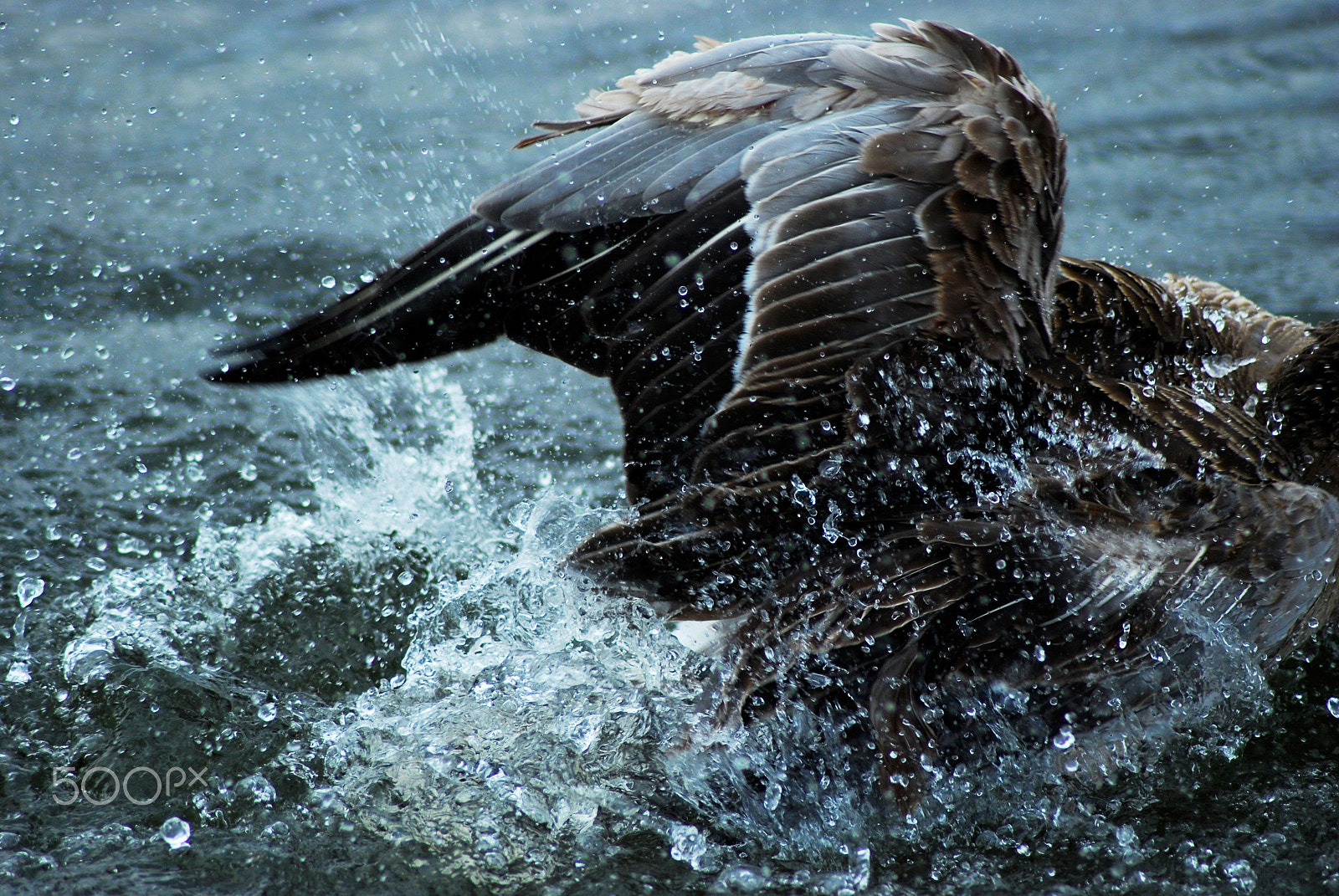 Nikon D80 sample photo. Freedom. photography