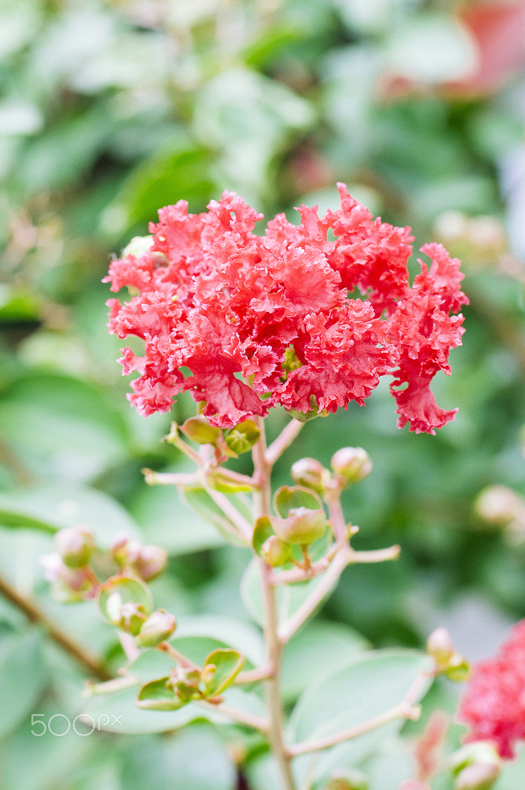 Nikon D90 + Sigma 50mm F2.8 EX DG Macro sample photo. 花 photography