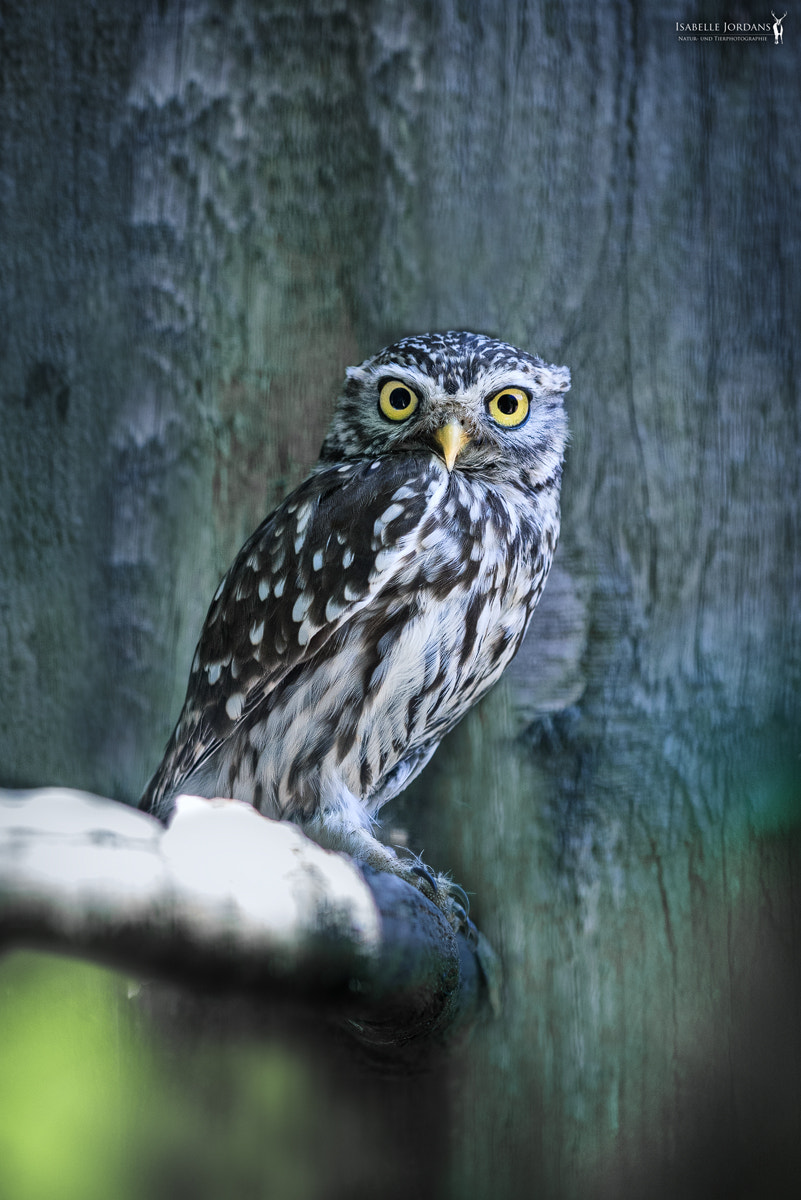 Sigma APO Macro 150mm f/2.8 EX DG HSM sample photo. Steinkauz - little owl ( athene noctua ) photography