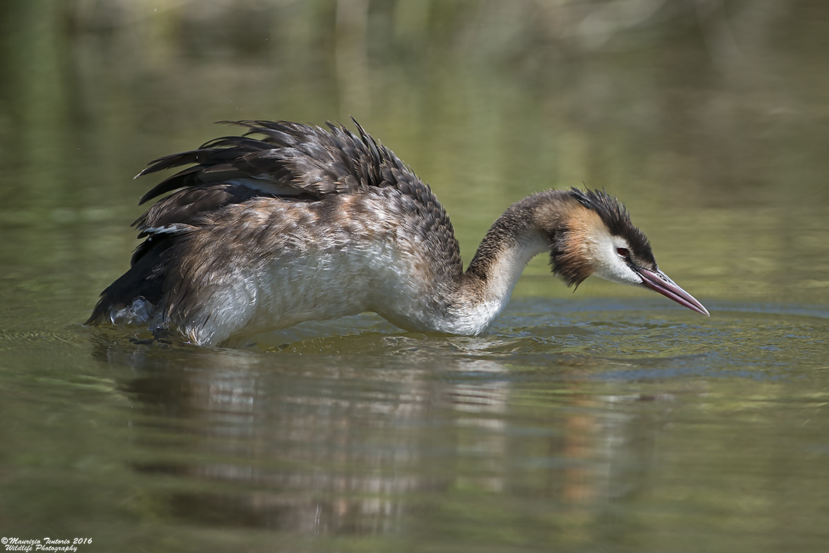 Nikon AF-S Nikkor 300mm F2.8G ED VR II sample photo. Svasso podiceps cristatus photography