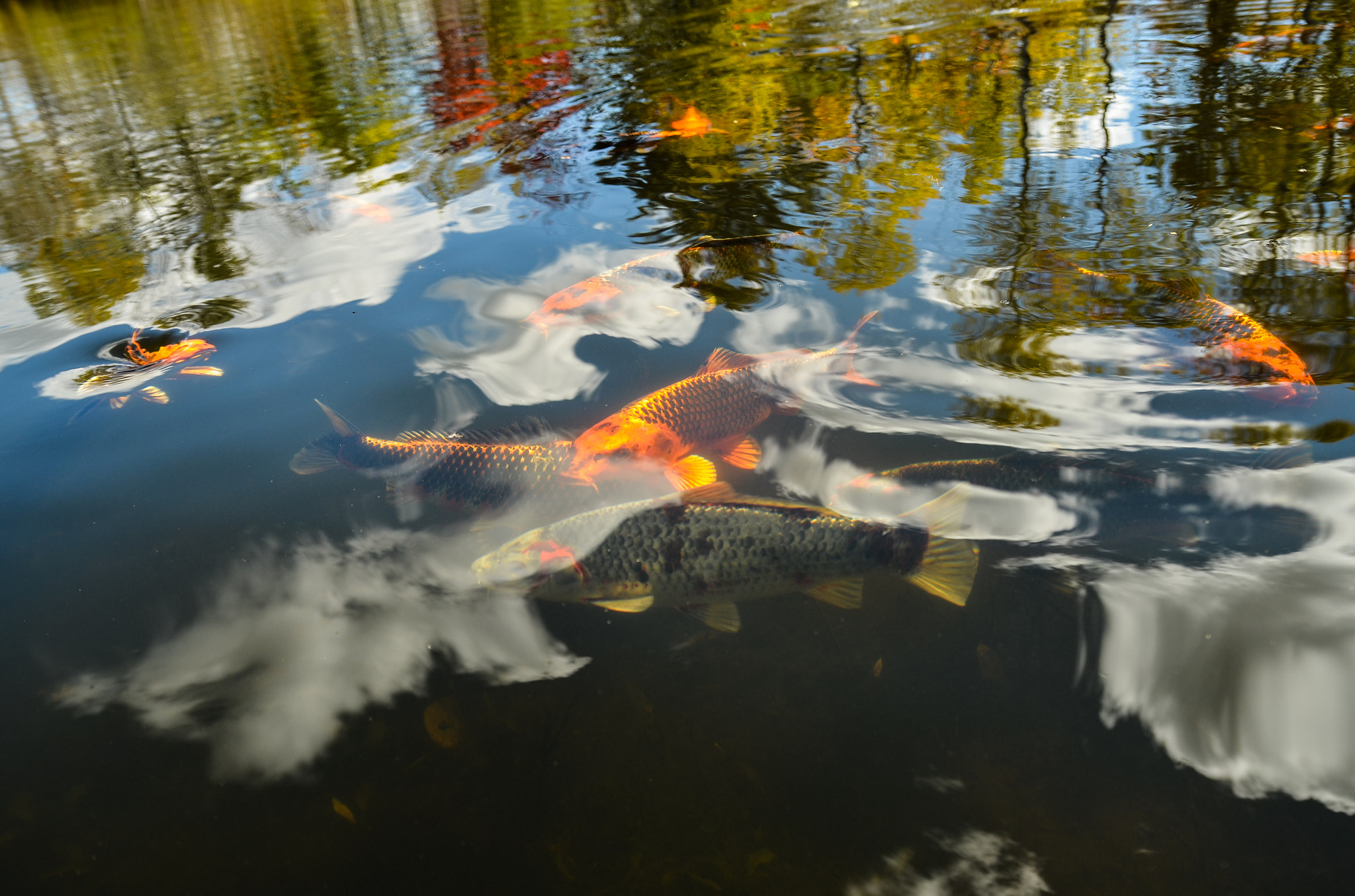 Nikon D7000 + Sigma 18-50mm F2.8 EX DC Macro sample photo. Koi pond photography