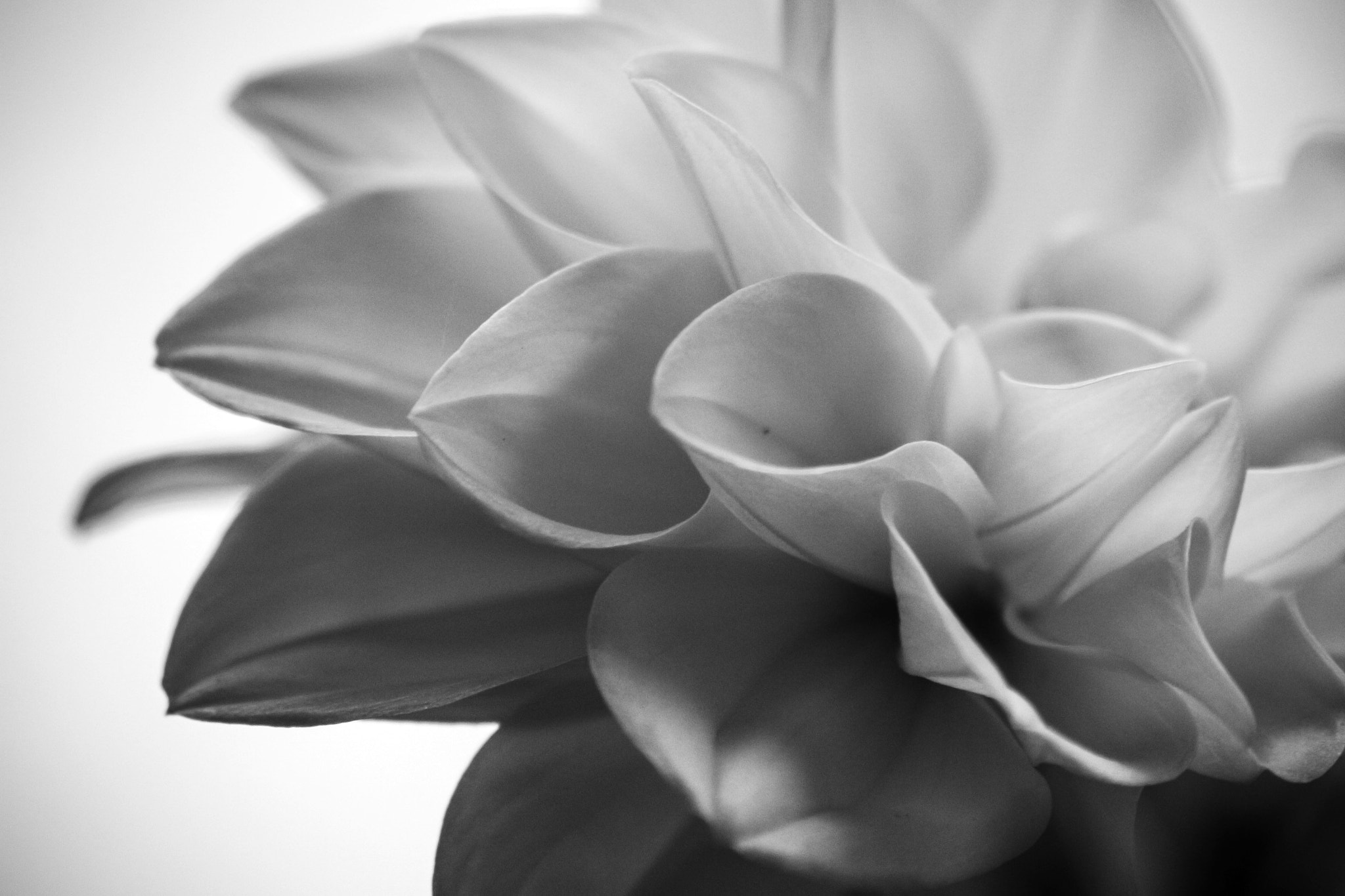 Sigma 70-300mm F4-5.6 APO DG Macro sample photo. Dahlia photography