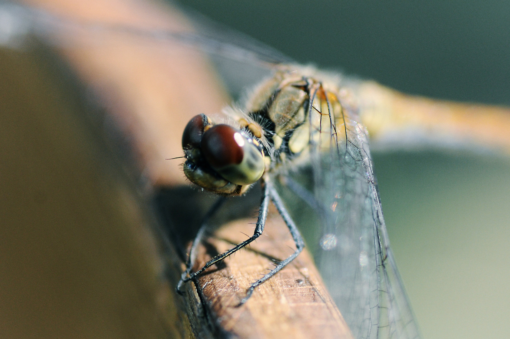 Nikon D300S sample photo. Vilin konjic photography
