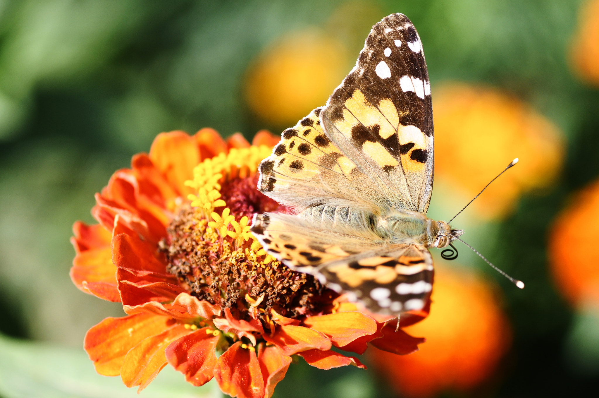 Nikon D300S sample photo. Leptir photography