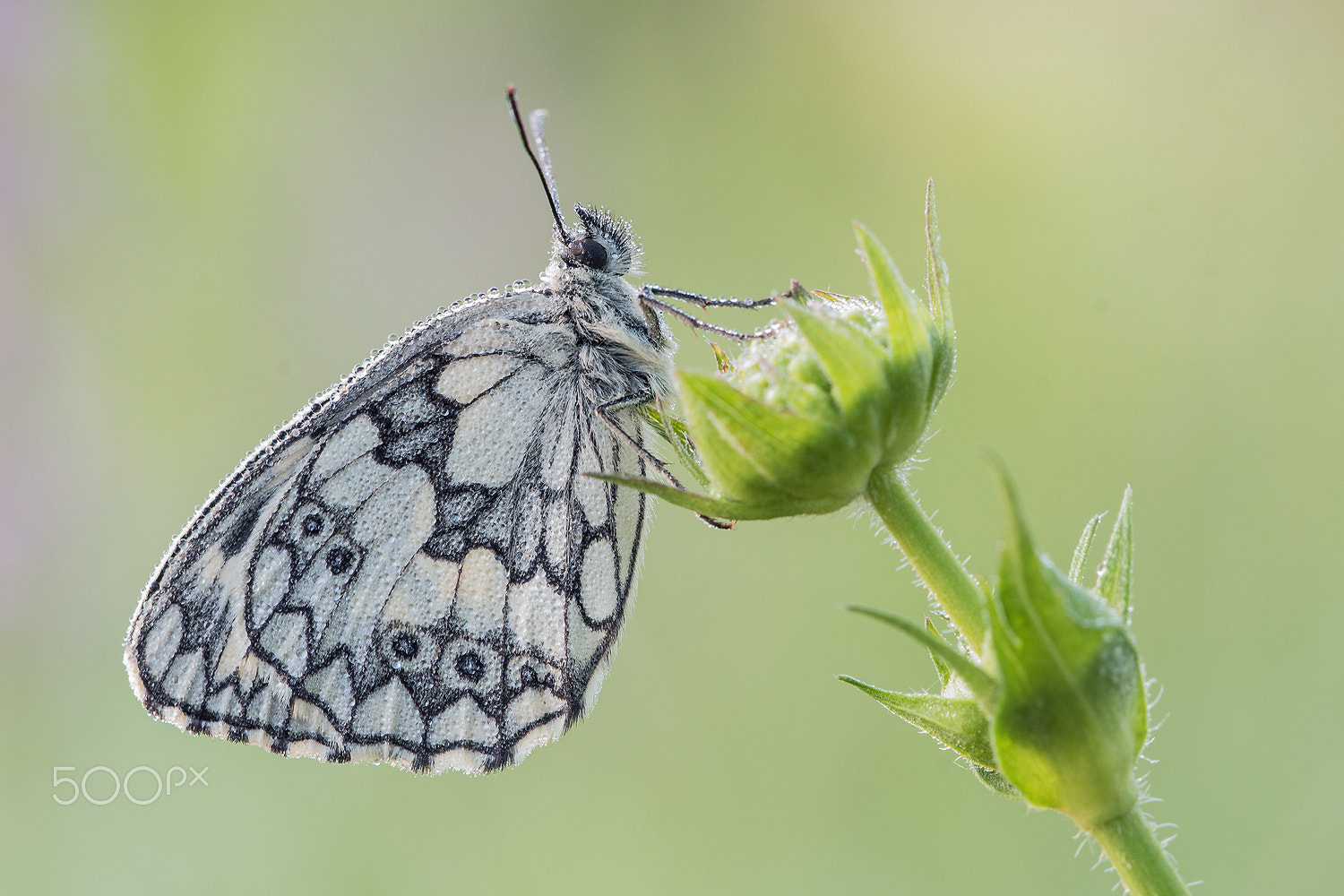 Nikon D500 + Sigma 150mm F2.8 EX DG Macro HSM sample photo. Marbled white (melanargia galathea) photography