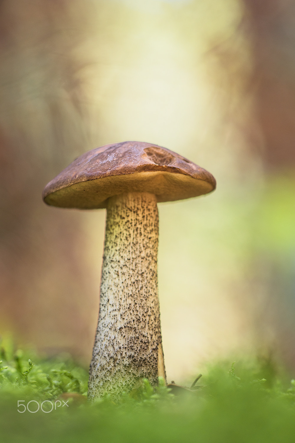 Sigma 150mm F2.8 EX DG Macro HSM sample photo. Leccinum scabrum ( rough-stem) photography