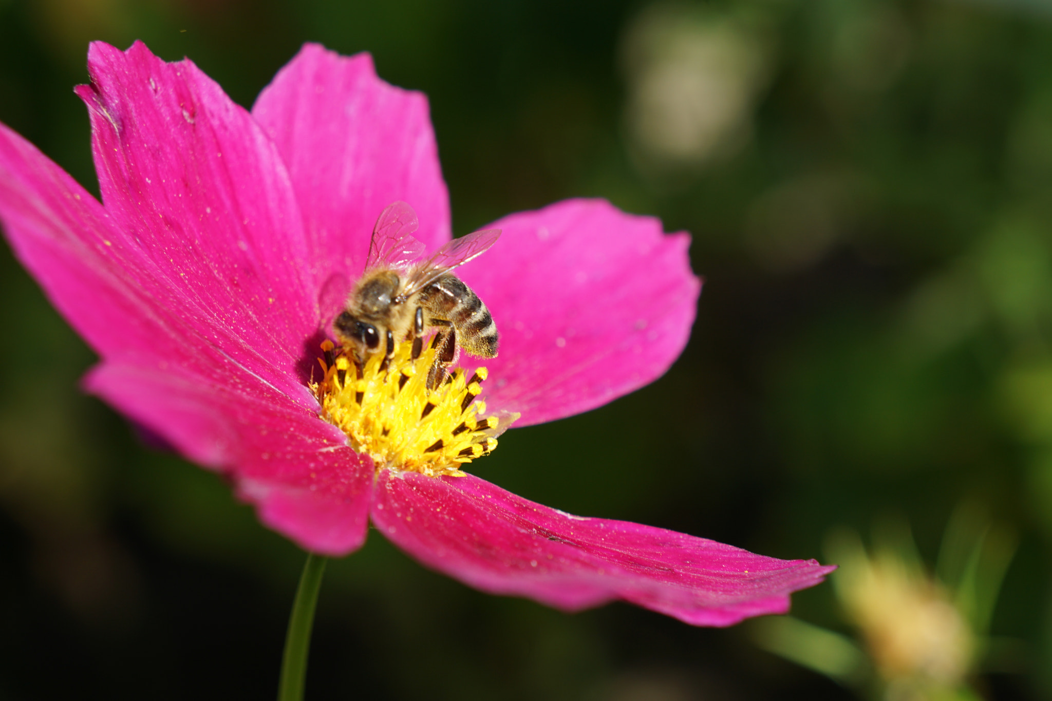 Sony E 18-55mm F3.5-5.6 OSS sample photo. Maya the bee on cosmos photography