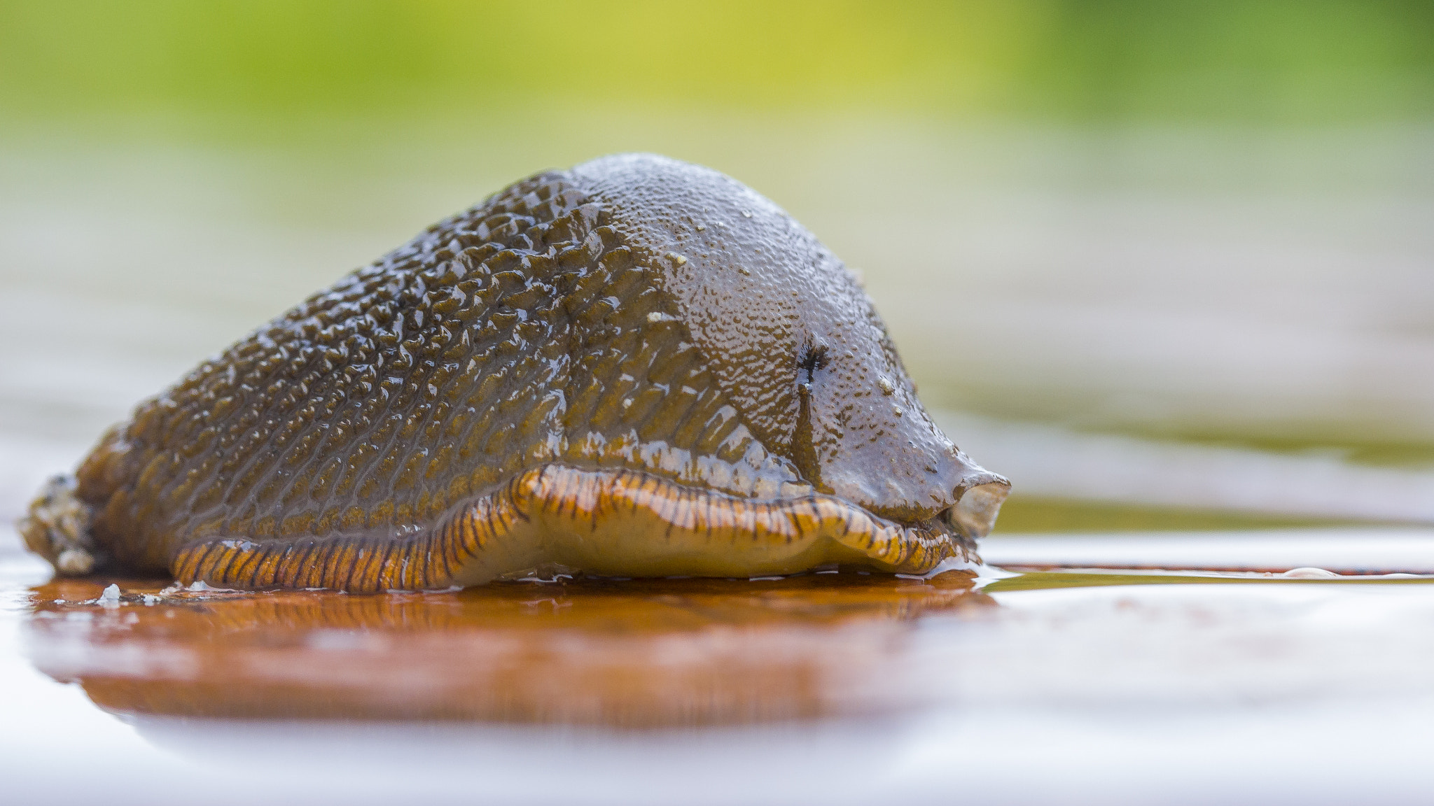 Canon EF-S 60mm F2.8 Macro USM sample photo. Macro - slug photography