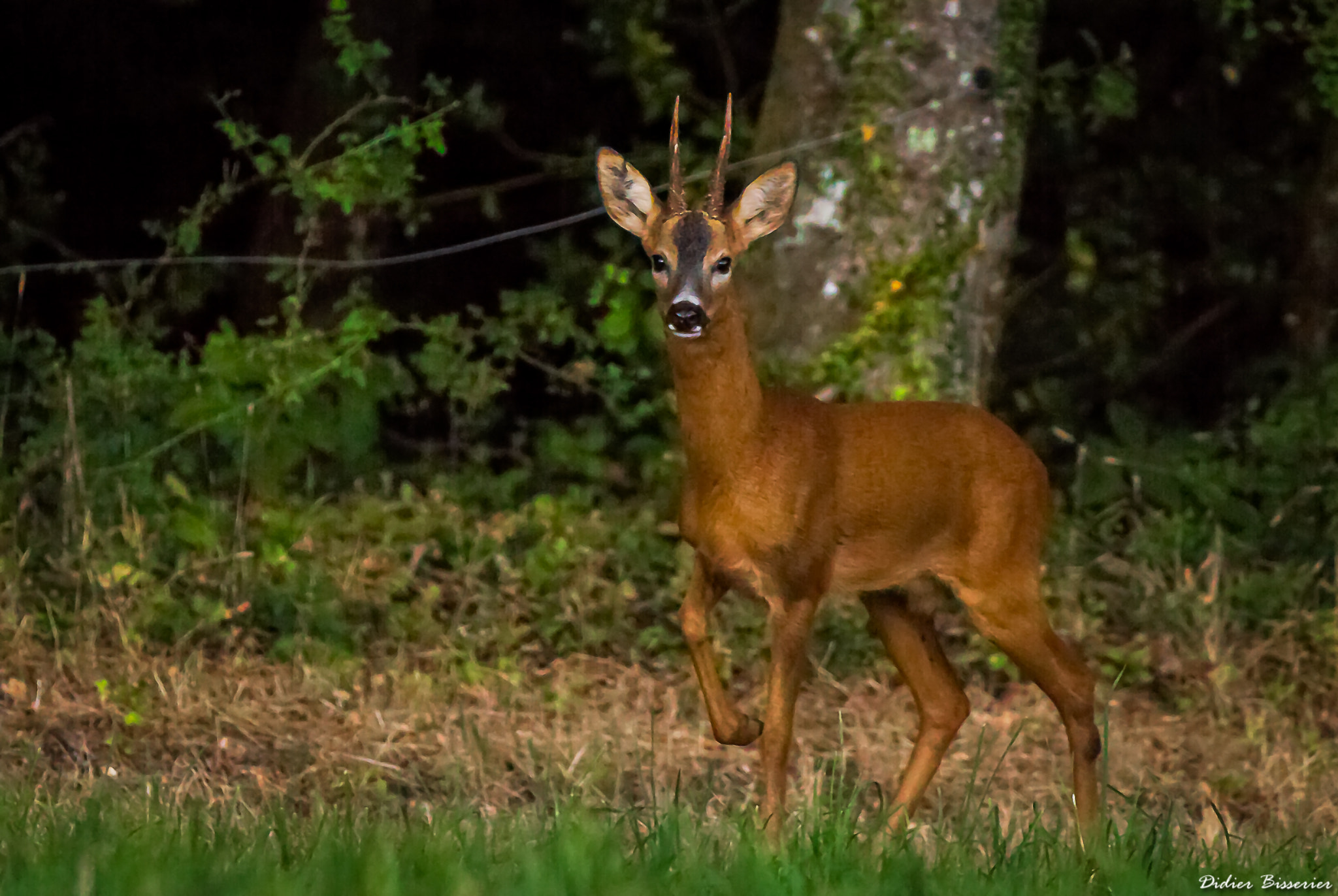 Canon EF 70-200mm F2.8L IS II USM sample photo. Curiosity photography
