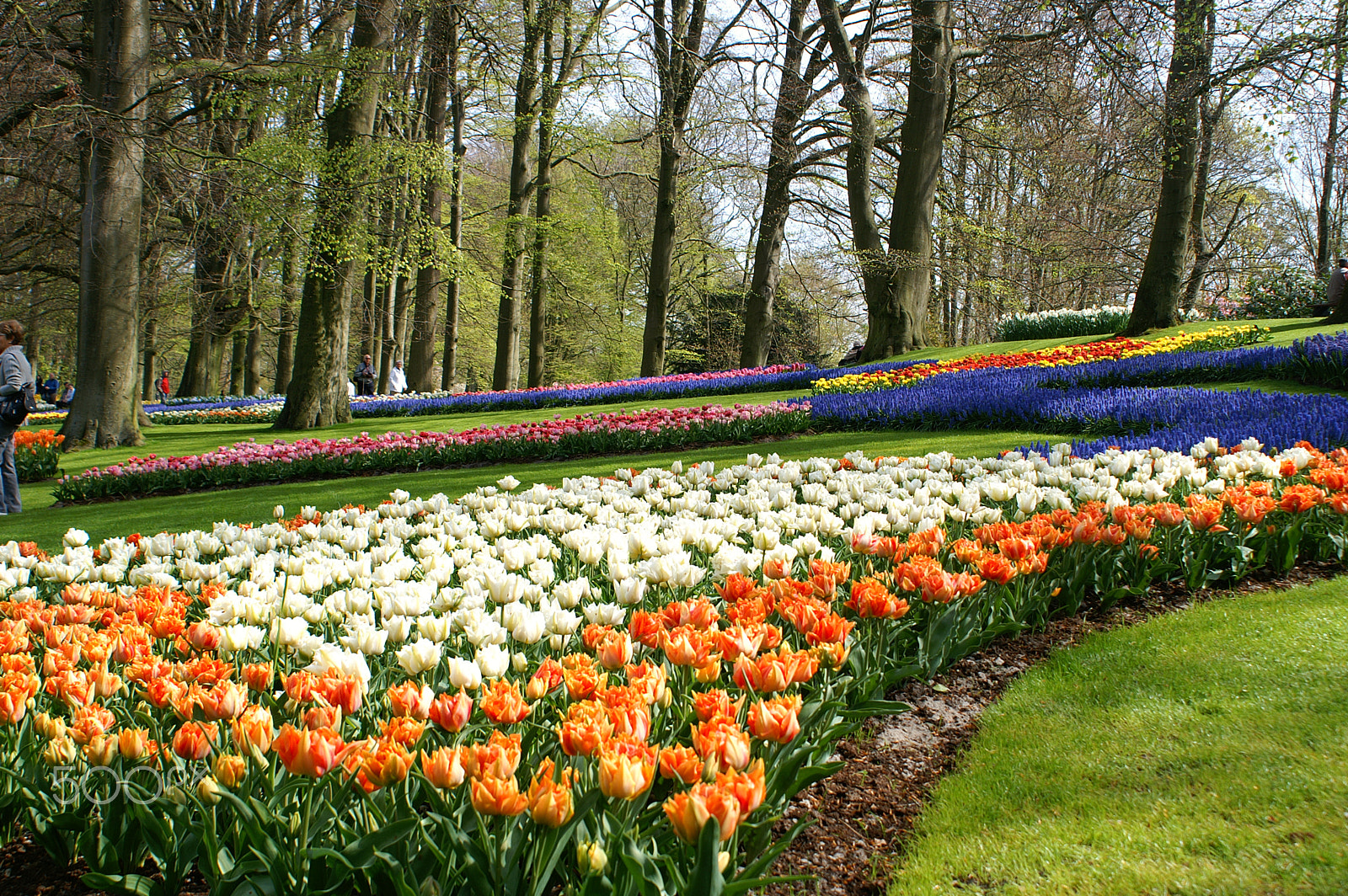 KONICA MINOLTA DYNAX 5D sample photo. Keukenhof gardens photography
