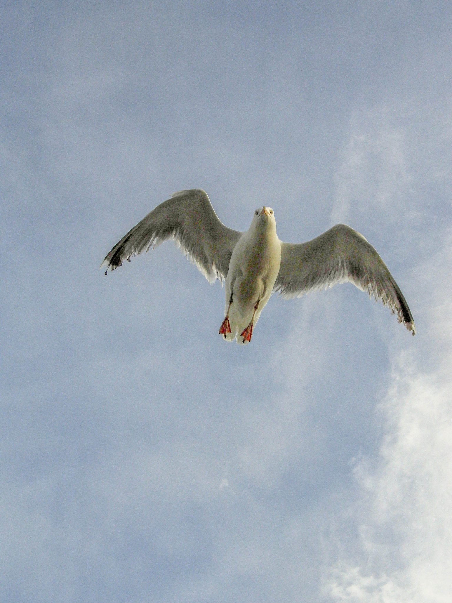 HITACHI HBC-1600E sample photo. Mouette photography