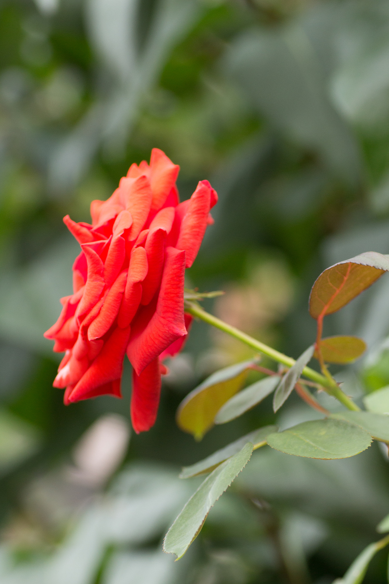 Canon EOS 700D (EOS Rebel T5i / EOS Kiss X7i) + Tamron SP AF 90mm F2.8 Di Macro sample photo. Rose photography