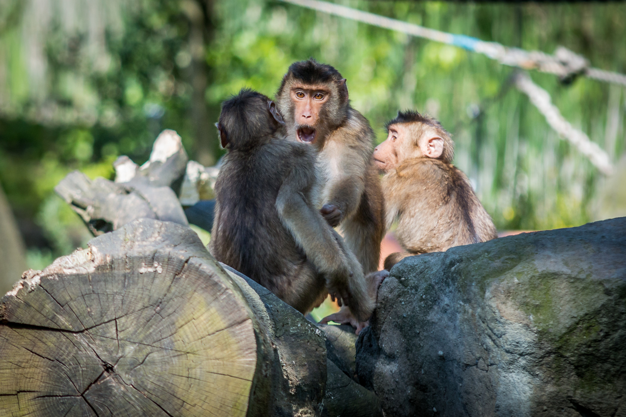 Canon EOS 70D + Sigma 70-200mm F2.8 EX DG OS HSM sample photo. Angry monkey photography