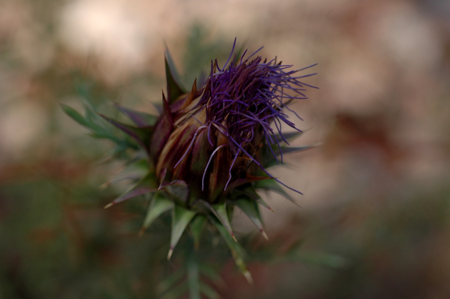 Nikon D70s + Sigma Macro 90mm F2.8 sample photo. A photography