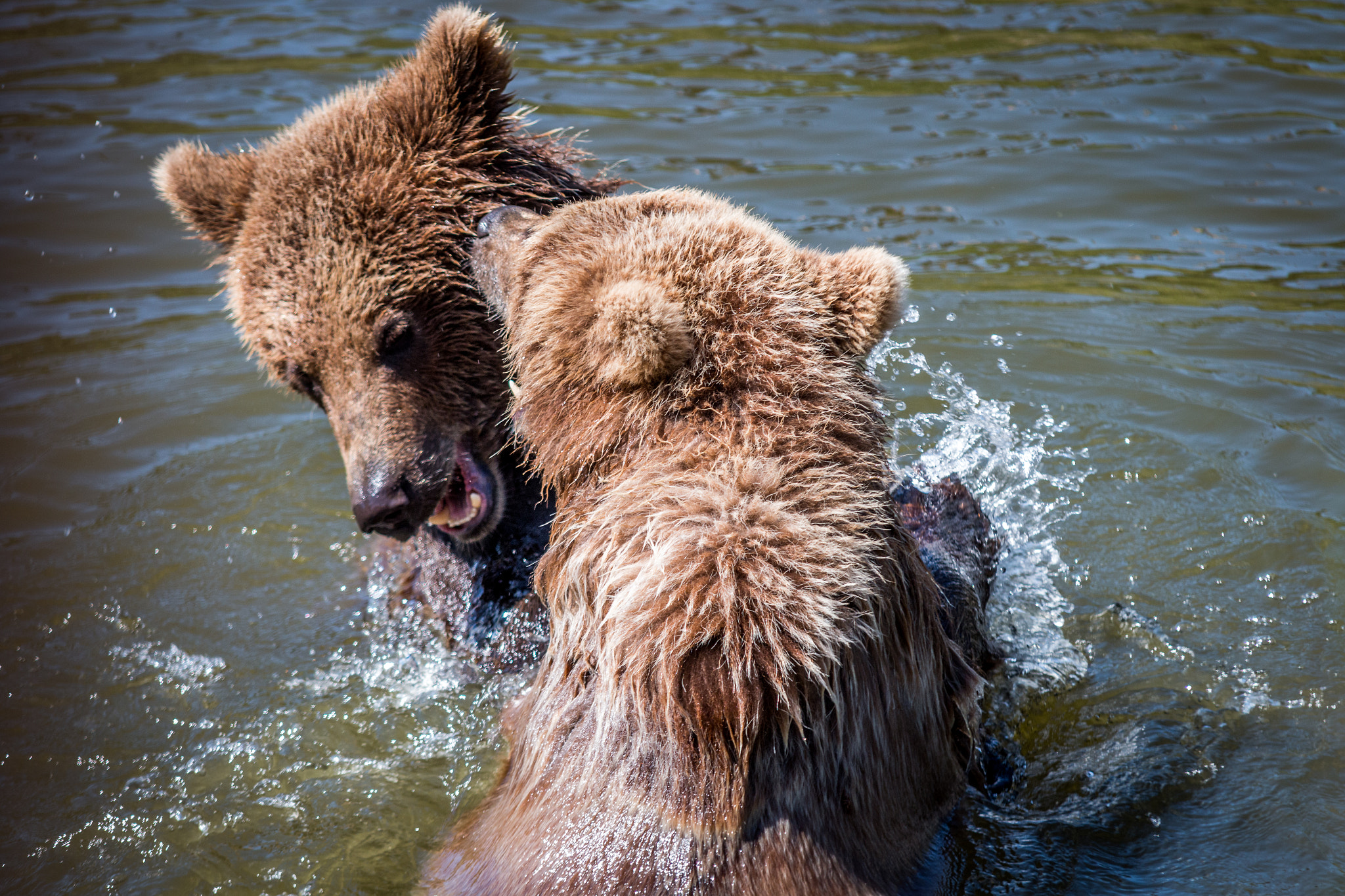 Canon EOS 70D + Sigma 70-200mm F2.8 EX DG OS HSM sample photo. Playing bears @zoom gelsenkirchen photography