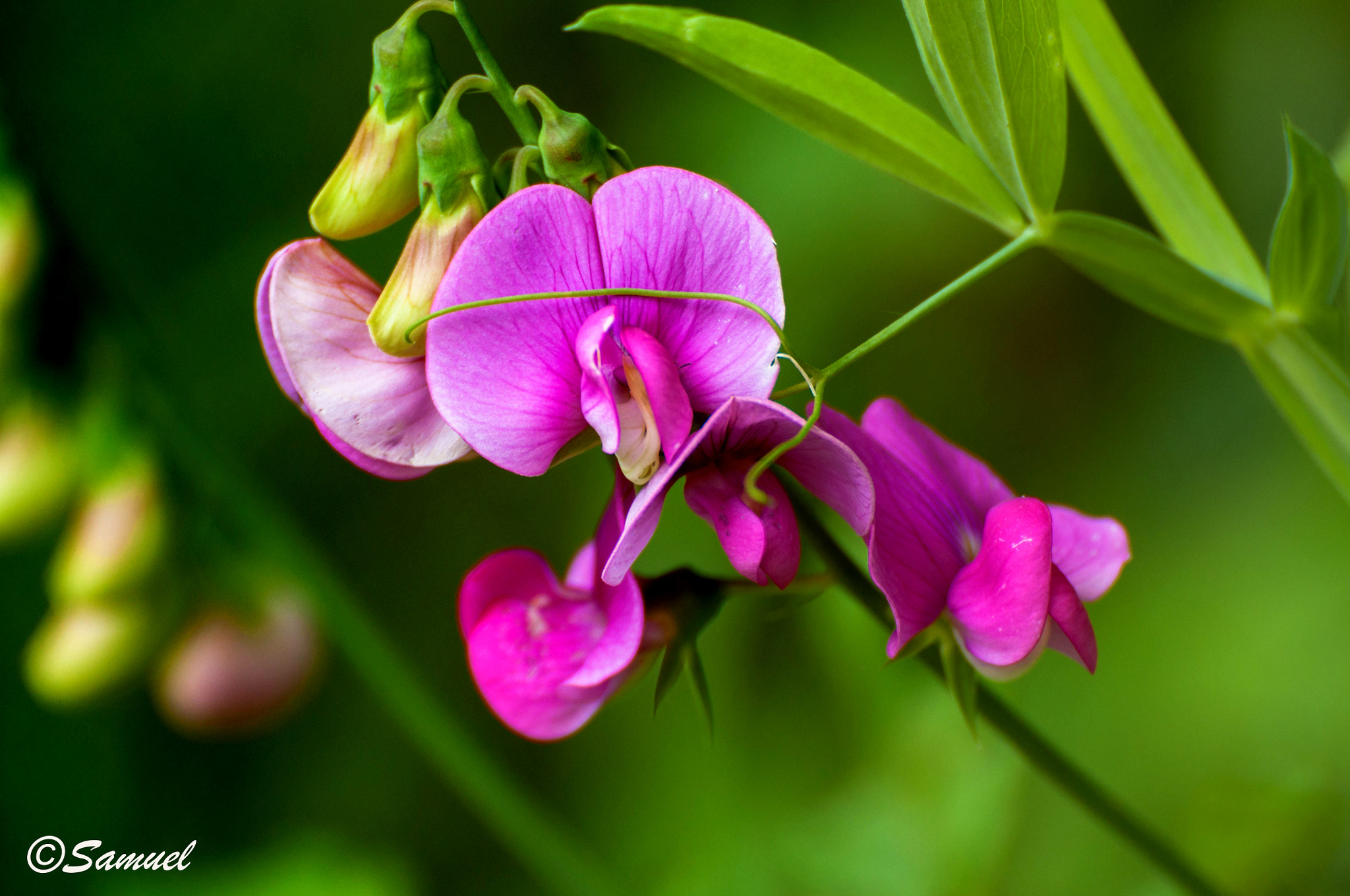 Nikon D5000 sample photo. Lathyrus latifolius photography