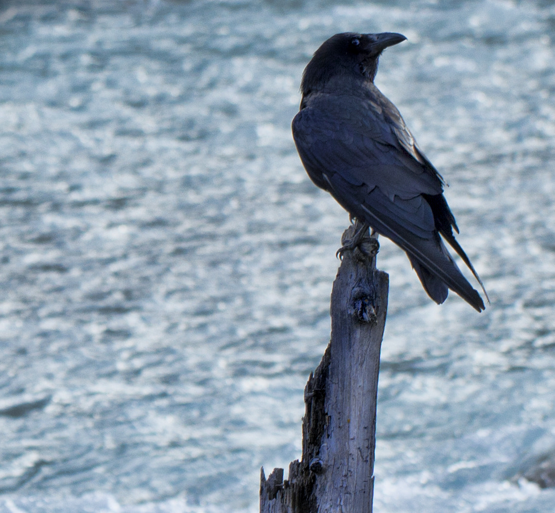 Canon EF 100mm F2.8L Macro IS USM sample photo. The crow photography