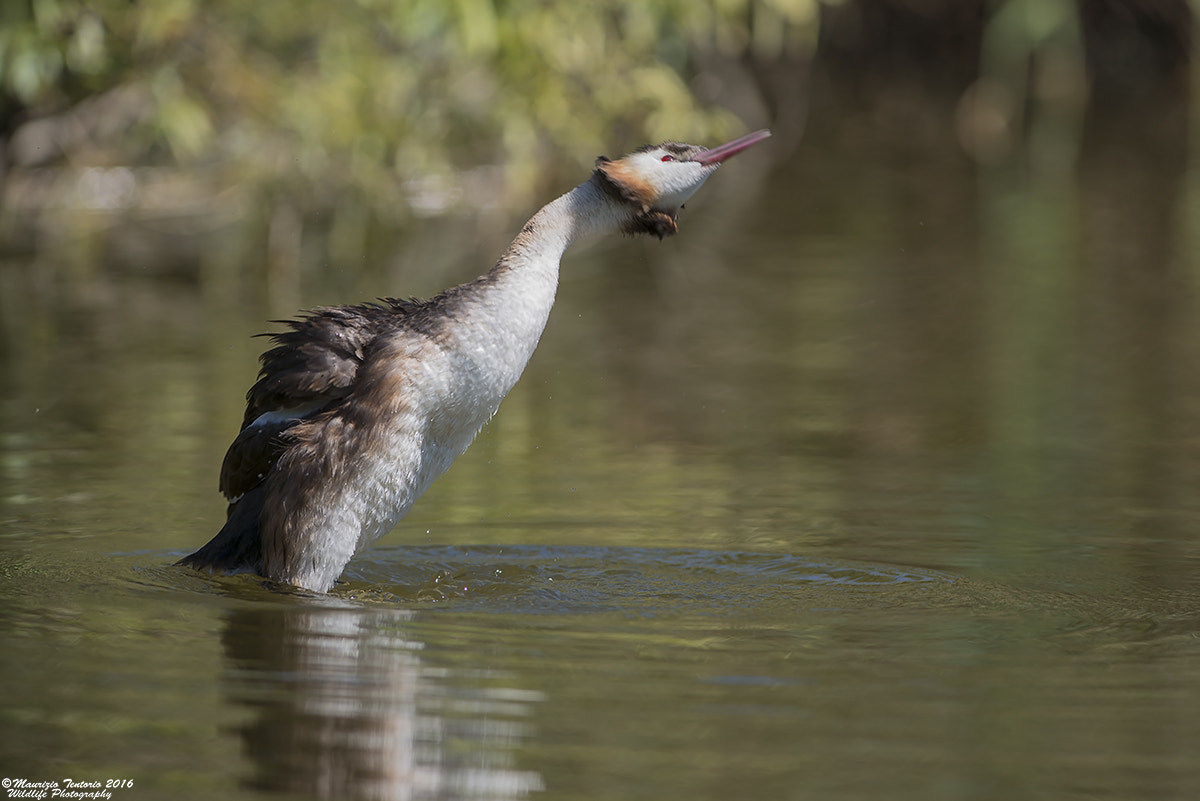 Nikon AF-S Nikkor 300mm F2.8G ED VR II sample photo. Svasso podiceps cristatus photography