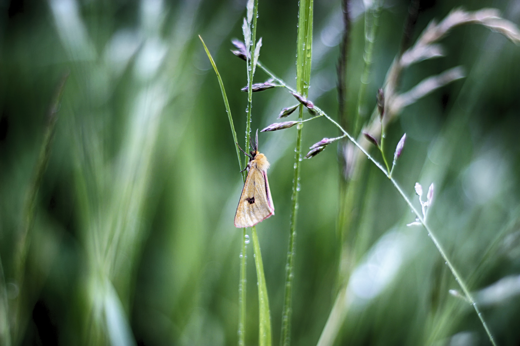Canon EF 50mm F1.8 II sample photo. In the morning photography