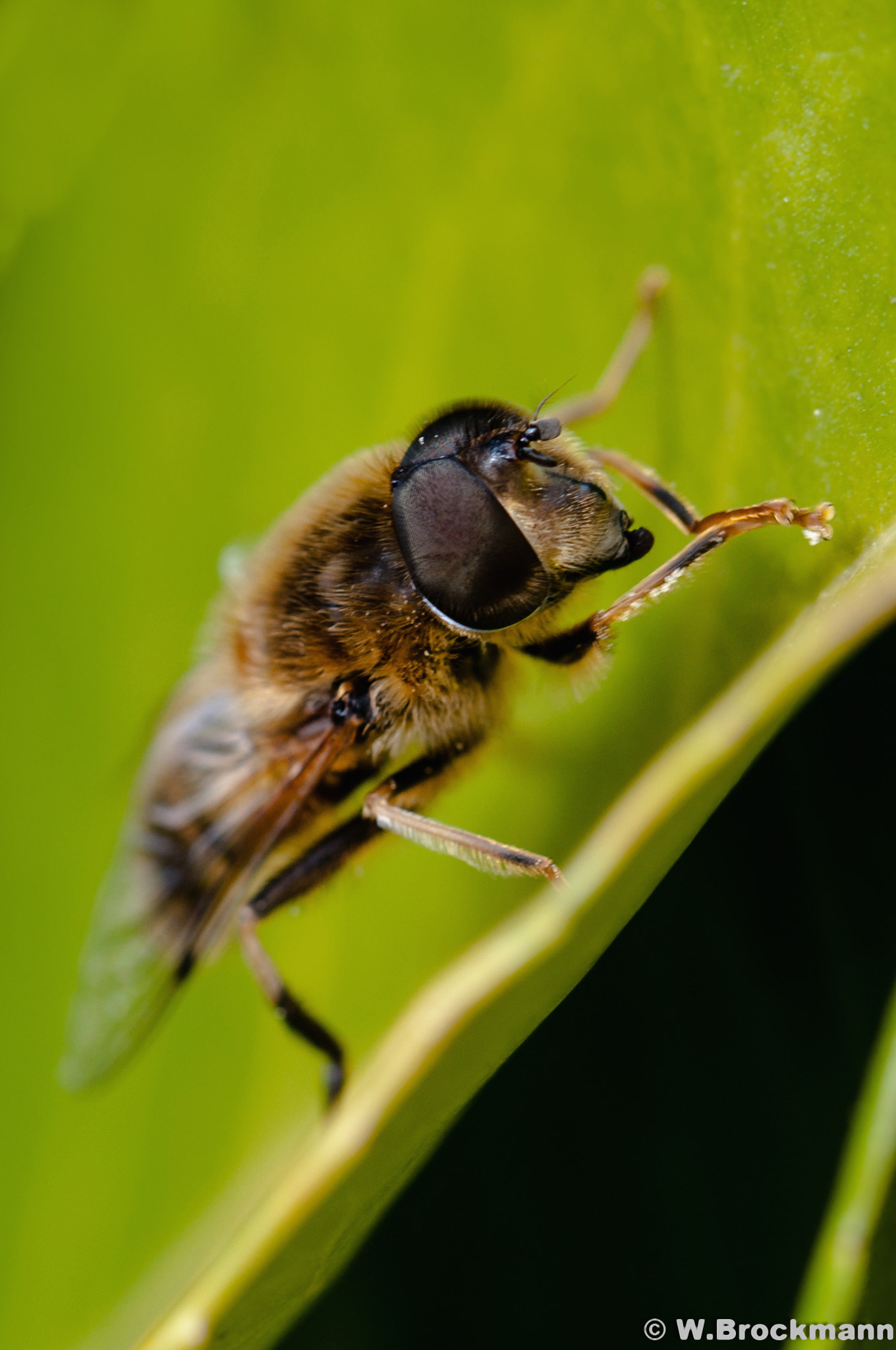 Nikon D5000 sample photo. Schwebfliege photography