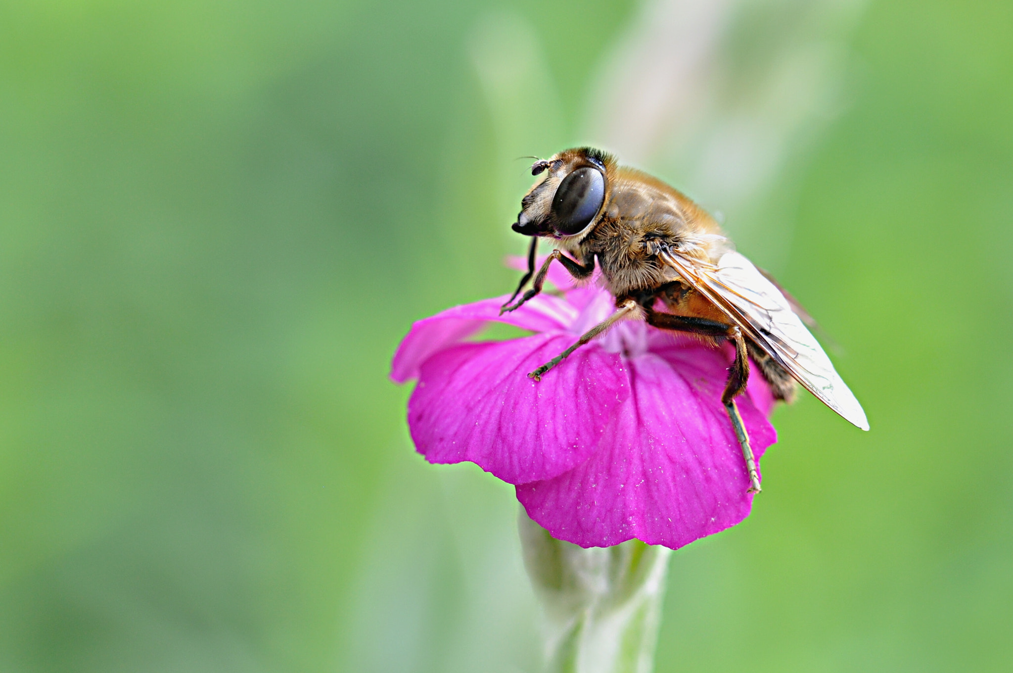 Nikon D5000 sample photo. Schwebfliege photography
