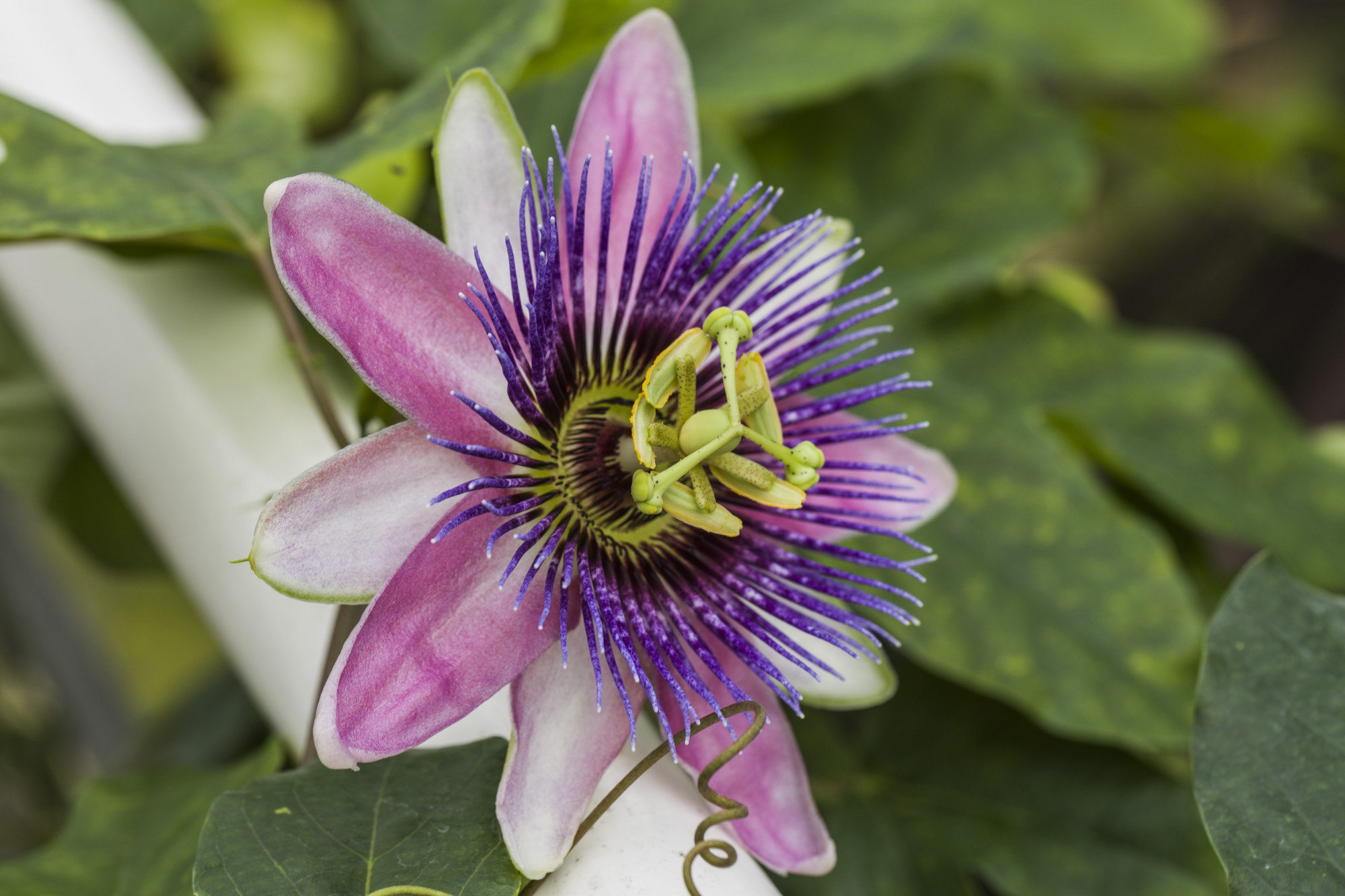 Canon EOS 5DS + Canon EF 100mm F2.8L Macro IS USM sample photo. Passiflora x belotii 'imperatrice eugenie'  photography