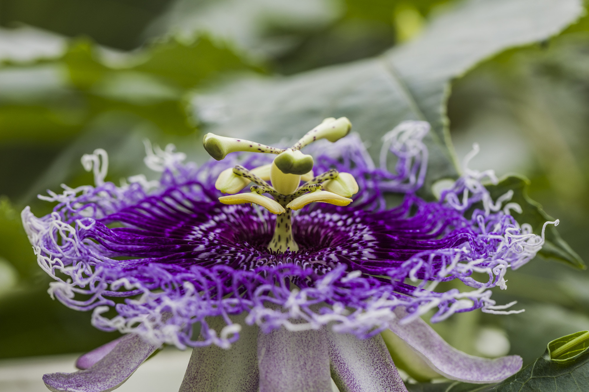 Canon EOS 5DS + Canon EF 100mm F2.8L Macro IS USM sample photo. Passiflora serratifolia photography