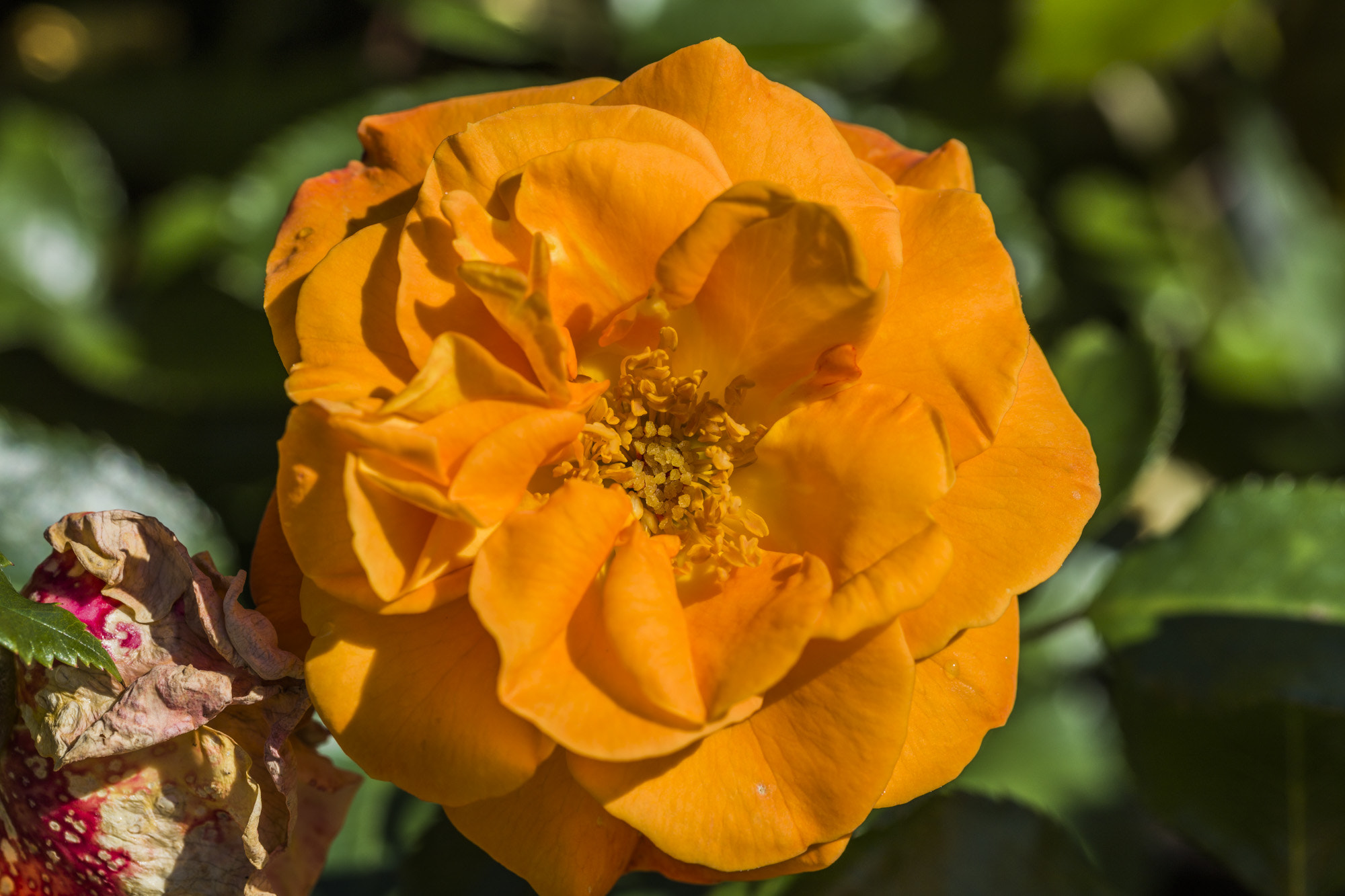 Canon EOS 5DS + Canon EF 100mm F2.8L Macro IS USM sample photo. Roa westzeit photography