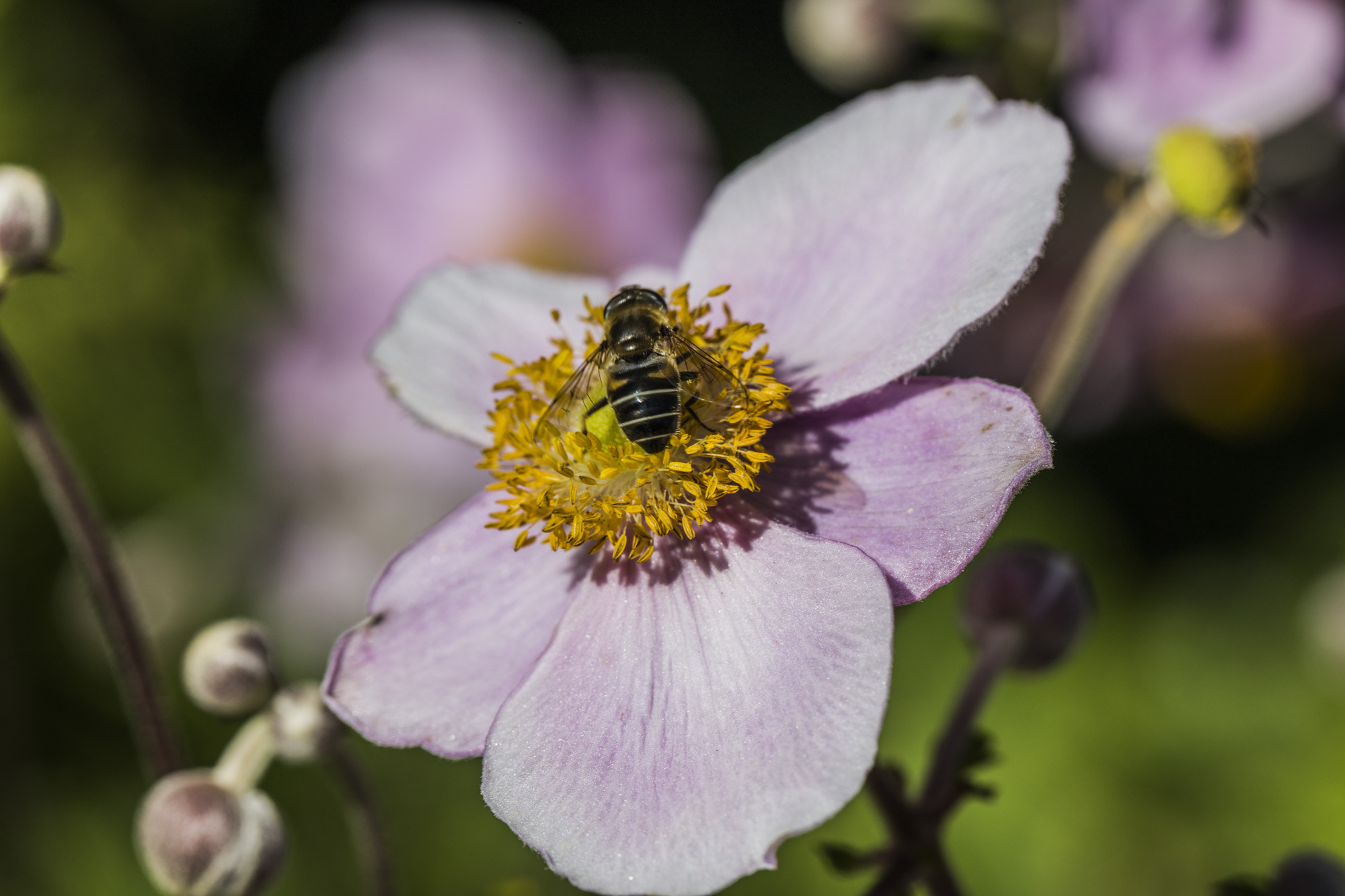 Canon EOS 5DS + Canon EF 100mm F2.8L Macro IS USM sample photo. Bee on  flower photography