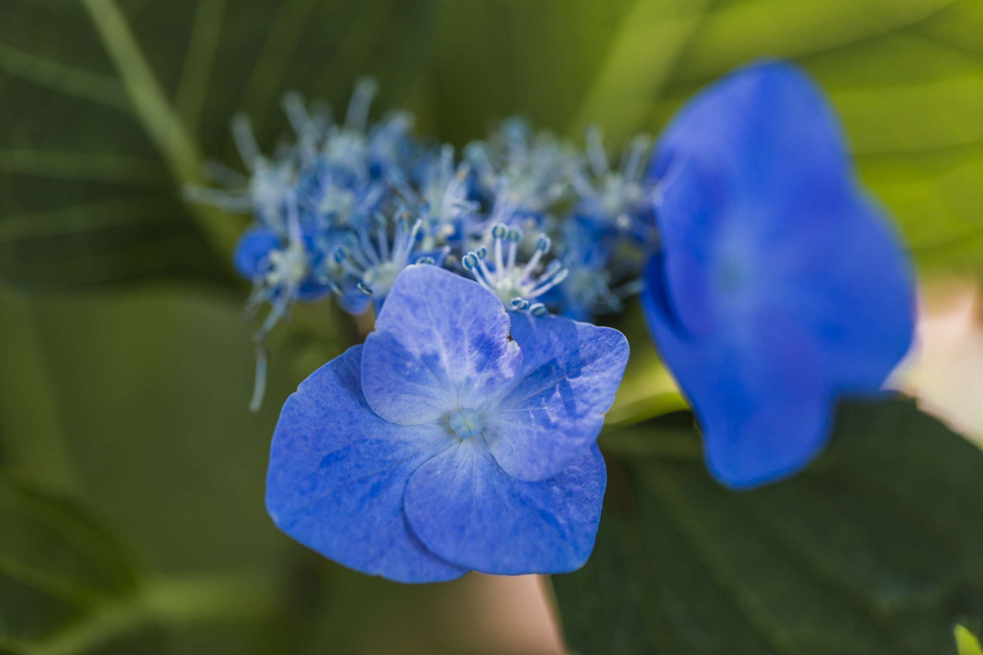 Canon EOS 5DS + Canon EF 100mm F2.8L Macro IS USM sample photo. Hydrangea macrophylla 'belzonii'  photography