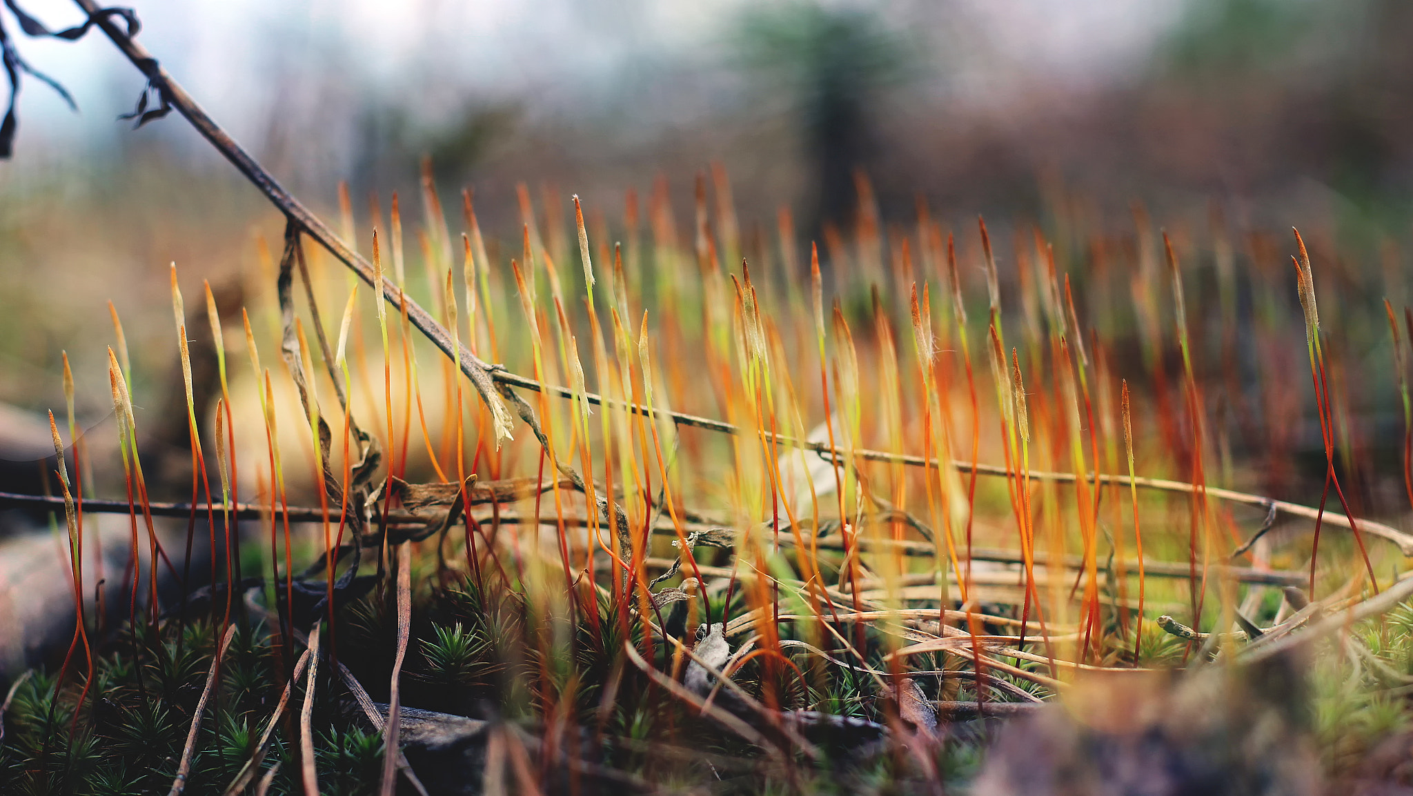 Canon EOS 600D (Rebel EOS T3i / EOS Kiss X5) + Canon EF 50mm F1.8 II sample photo. Awakening... photography