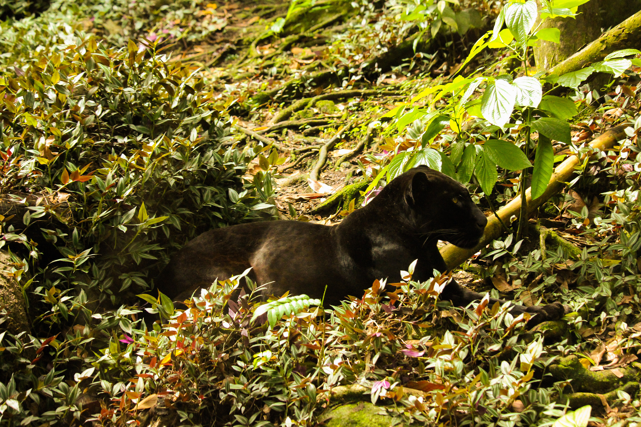 Canon EF-S 55-250mm F4-5.6 IS STM sample photo. Black panther photography