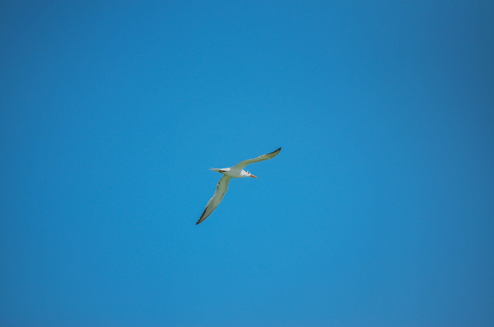 Nikon AF-S Nikkor 70-200mm F2.8G ED VR II sample photo. Vitamin sea. photography