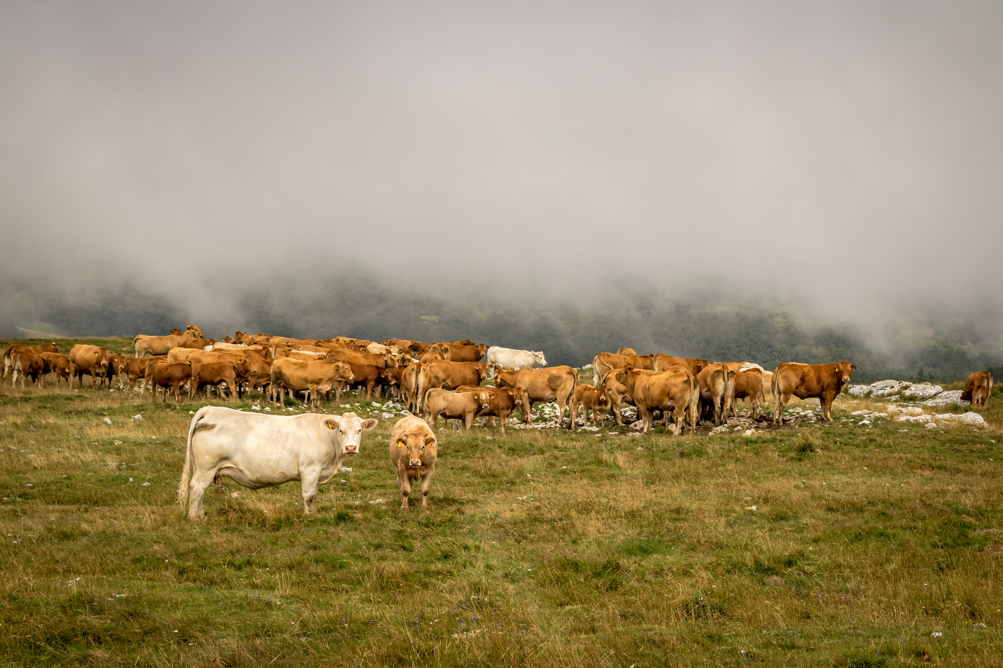 Canon EF 24-85mm F3.5-4.5 USM sample photo. Alpine pasture on plateau d'ambel (vercors) photography