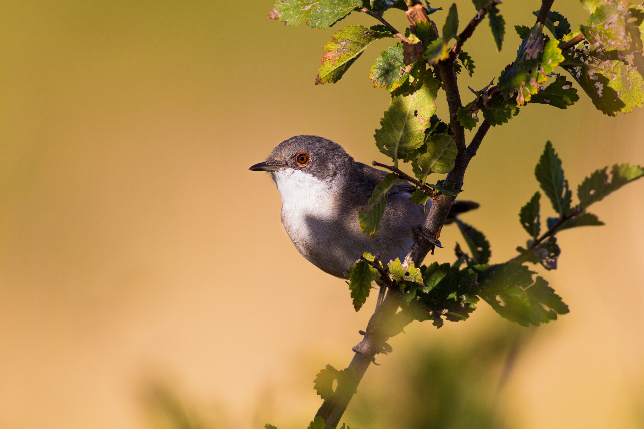 Canon EOS 700D (EOS Rebel T5i / EOS Kiss X7i) + Canon EF 400mm F5.6L USM sample photo. Occhiorosso photography