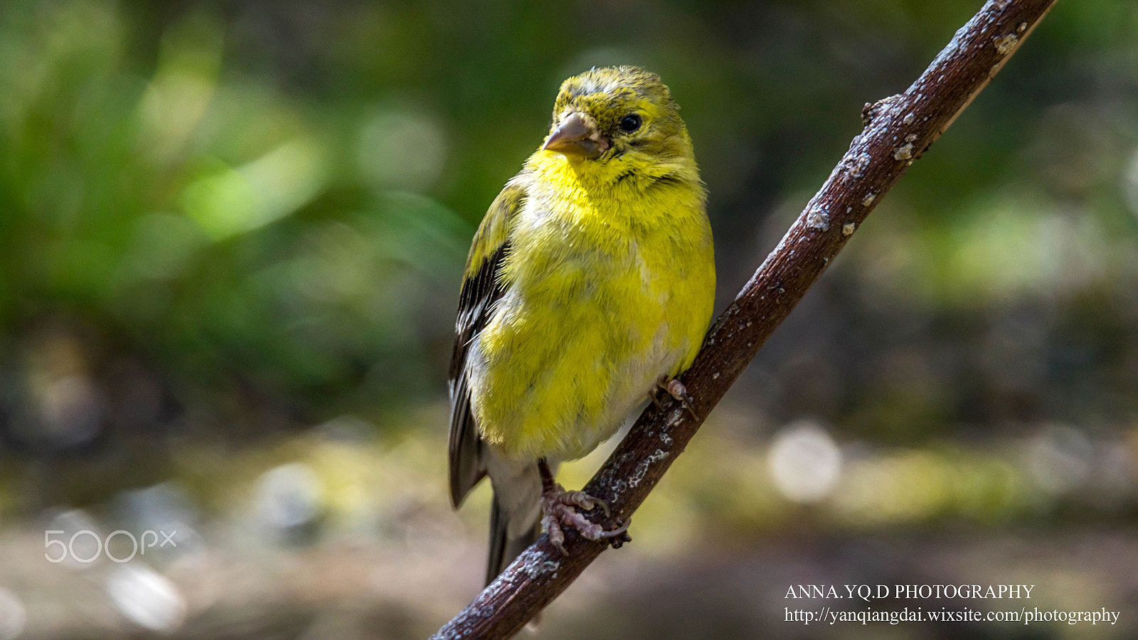 Sony a7 sample photo. Gold finch photography