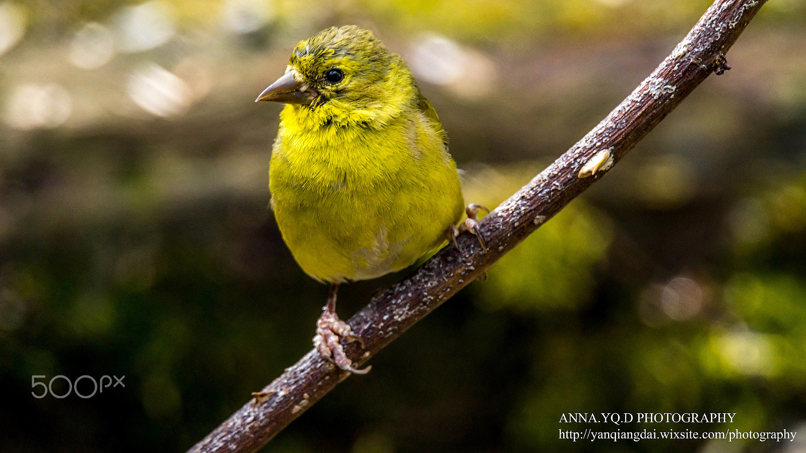 Sony a7 sample photo. Gold finch photography