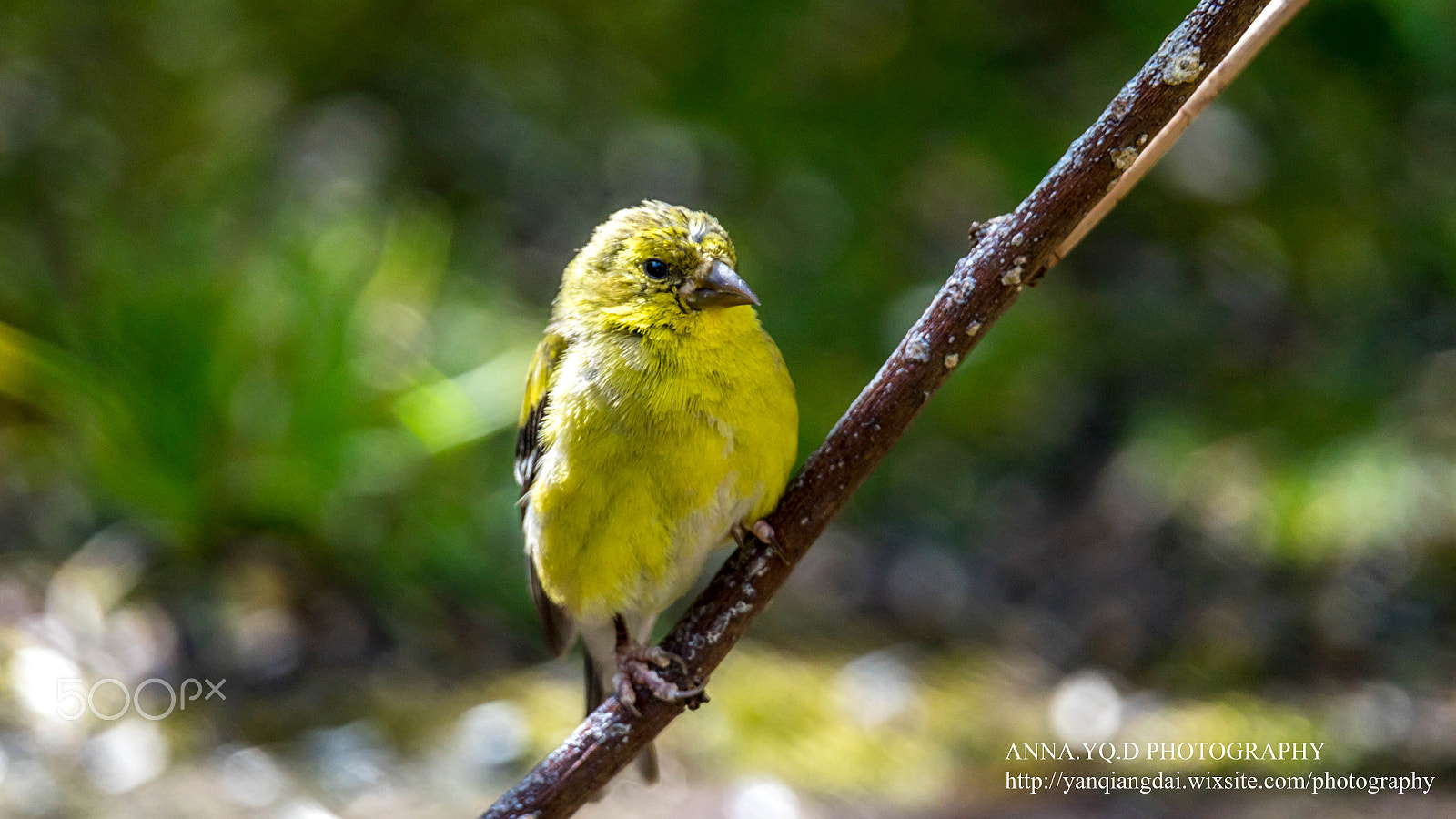 Sony a7 sample photo. Gold finch photography