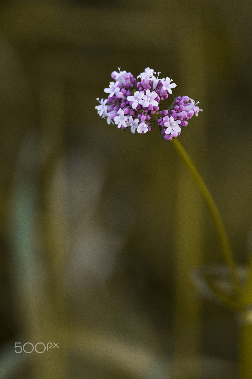Canon EF 100-400mm F4.5-5.6L IS USM sample photo. Valeriana sambucifolia photography