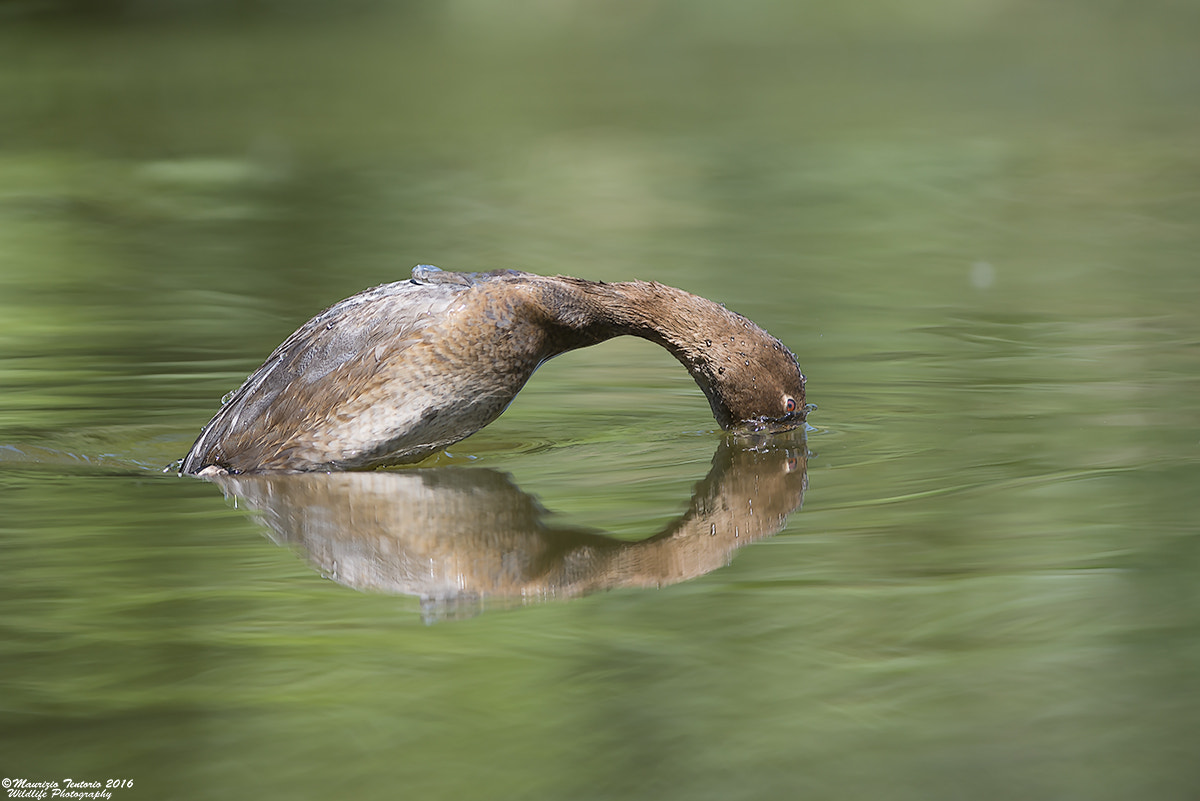 Nikon AF-S Nikkor 300mm F2.8G ED VR II sample photo. Moriglione aythya ferina photography
