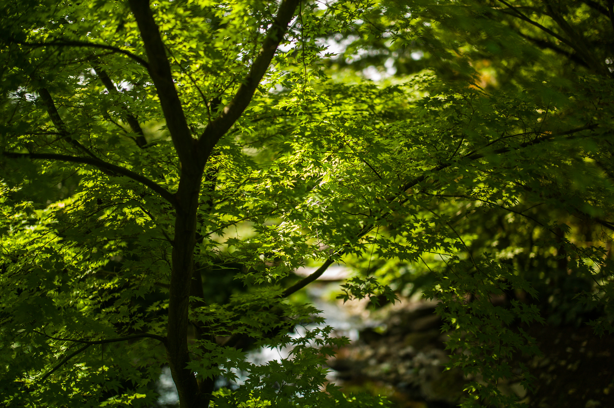 Leica M9 + Elmarit-M 28mm f/2.8 (IV) sample photo. Ahorn photography