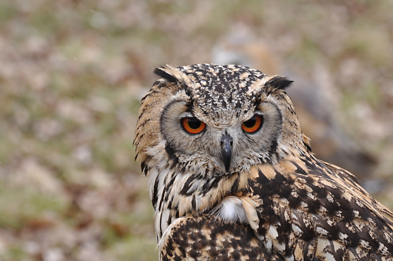Nikon D5000 sample photo. Eule/owl photography