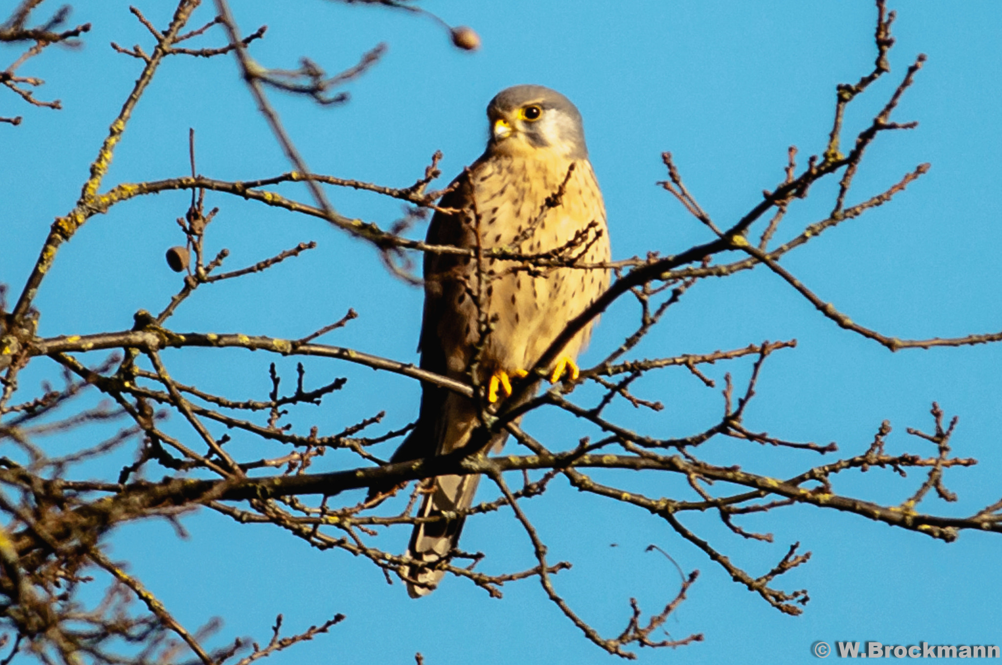 Sigma 150-500mm F5-6.3 DG OS HSM sample photo. Greifvögel photography
