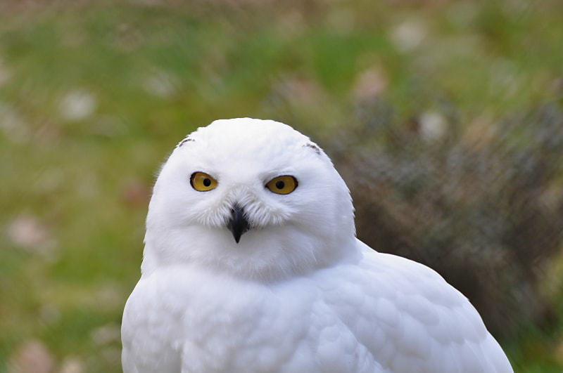 Nikon D5000 sample photo. Schneeeule photography
