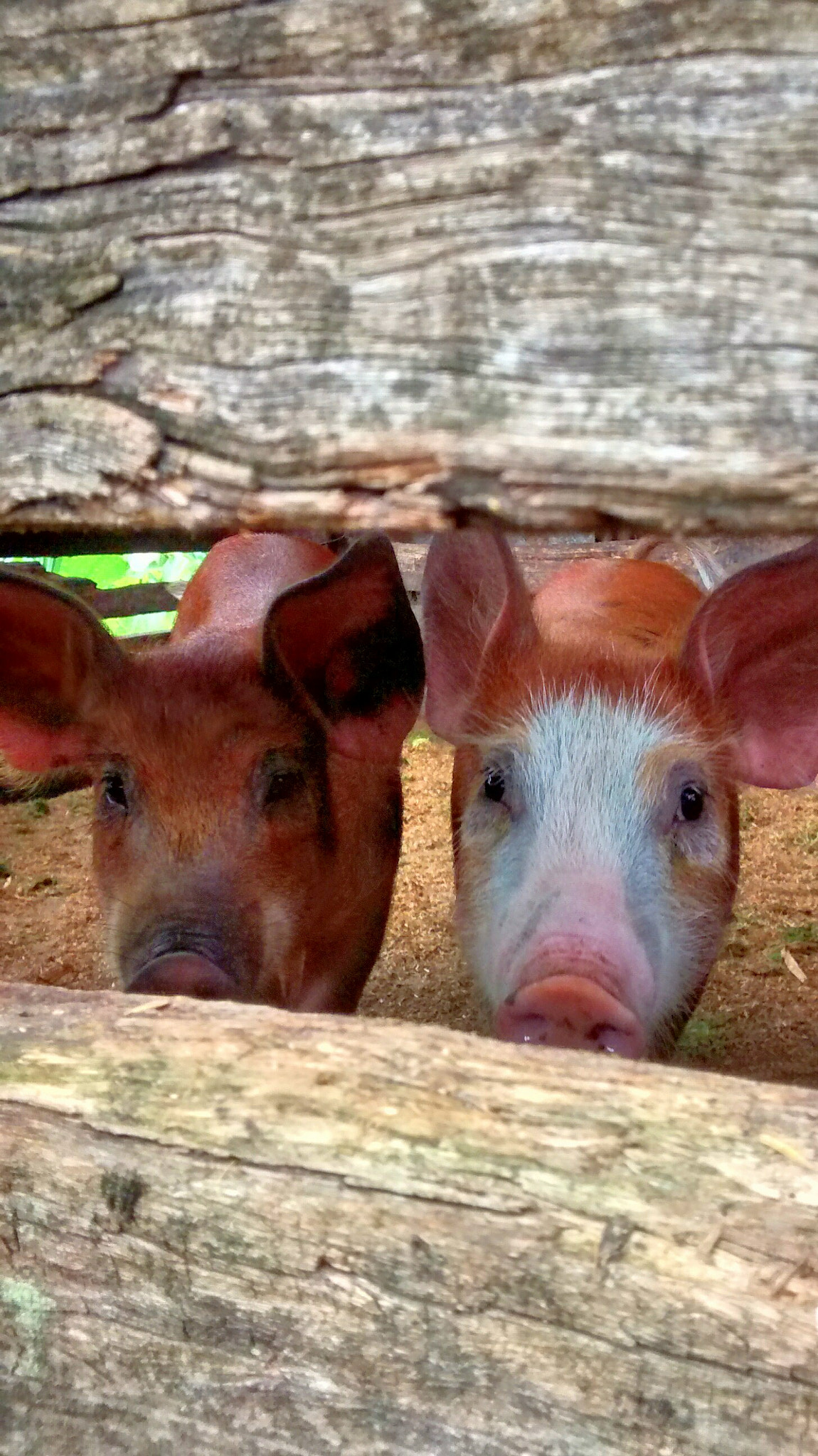 Motorola Moto G with 4G LTE (1st Gen) sample photo. Pigs photography