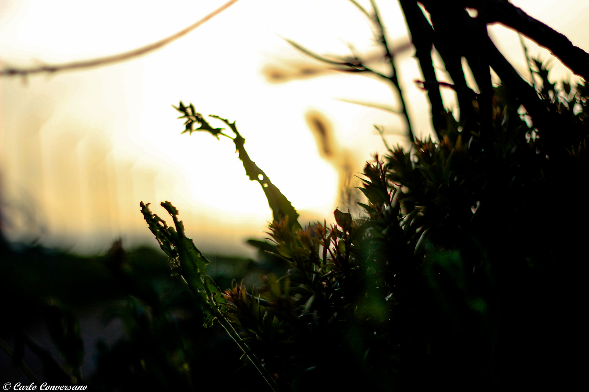 Canon EOS 600D (Rebel EOS T3i / EOS Kiss X5) + Canon EF 50mm F1.8 II sample photo. In front of sunset photography