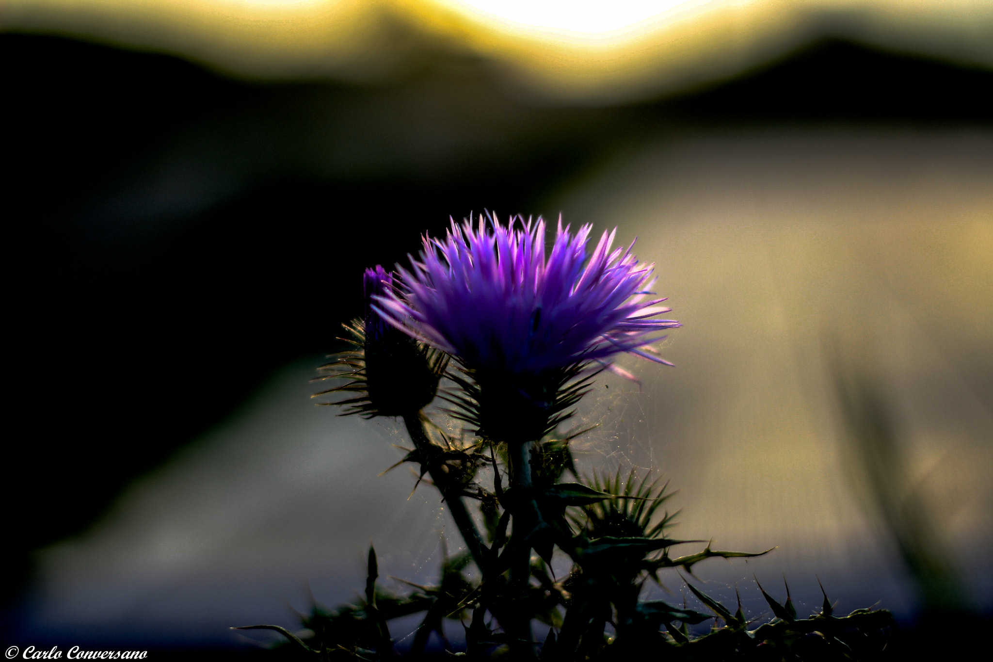 Canon EOS 600D (Rebel EOS T3i / EOS Kiss X5) + Canon EF 50mm F1.8 II sample photo. On tenterhooks photography