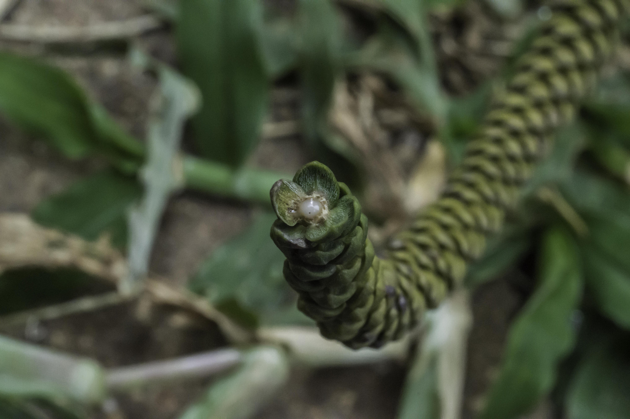 Nikon D3200 + ZEISS Milvus 50mm F2 Macro sample photo. Macro stem photography